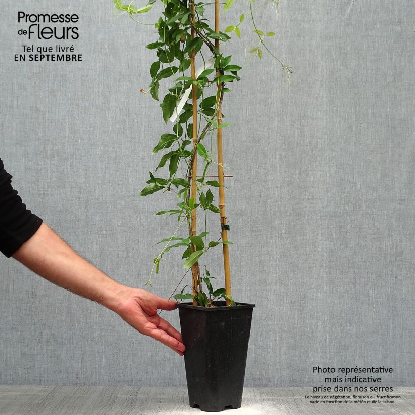Example of Campsis capreolata Tangerine Beauty - Bignone à vrilles Pot de 2L/3L as you get in automne