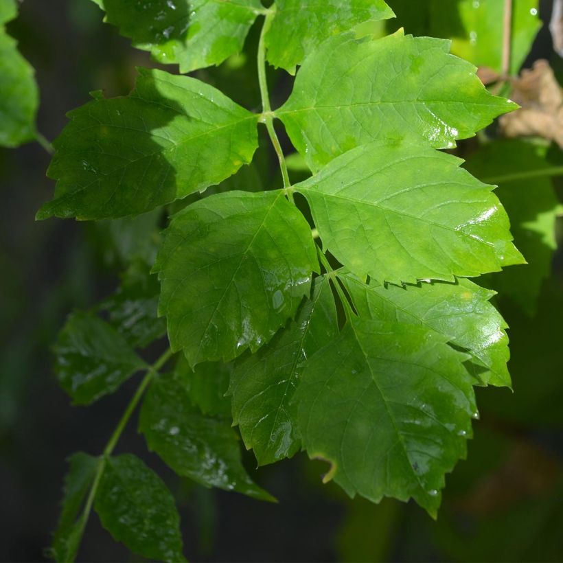 Campsis radicans Yellow Trumpet (= Flava) - Bignone de Virginie (Foliage)
