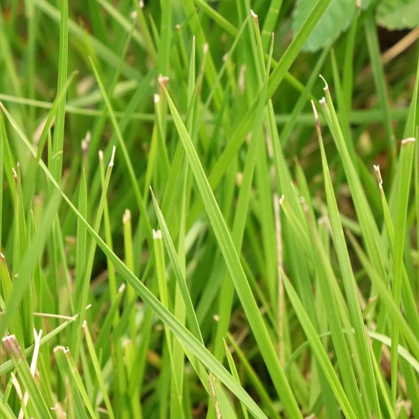 Canche cespiteuse Tauträger - Deschampsia cespitosa (Foliage)