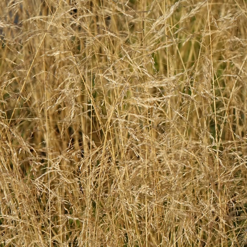 Canche cespiteuse Vivipara - Deschampsia cespitosa (Flowering)