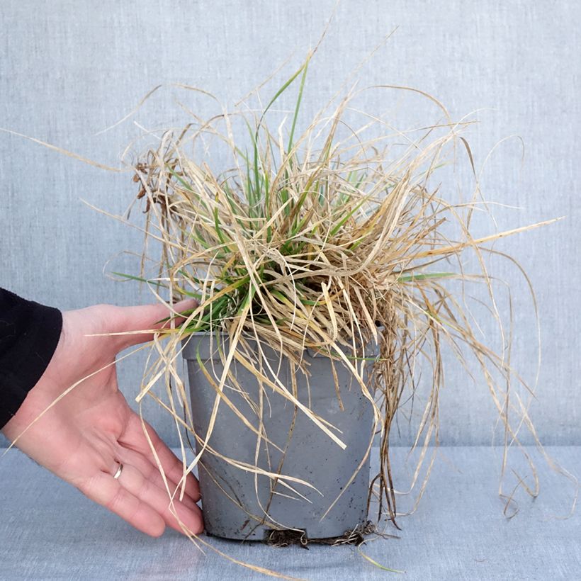 Example of Canche cespiteuse Vivipara - Deschampsia cespitosa Pot de 2L/3L as you get in hiver