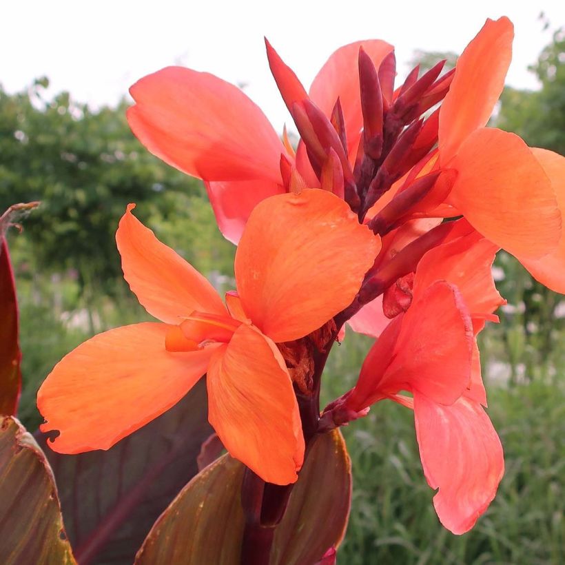 Canna Angelique - Balisier (Flowering)