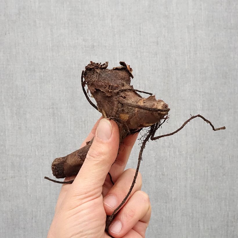 Example of Canna Confetti - Balisier crème picté de rose Bulbe size I as you get in printemps