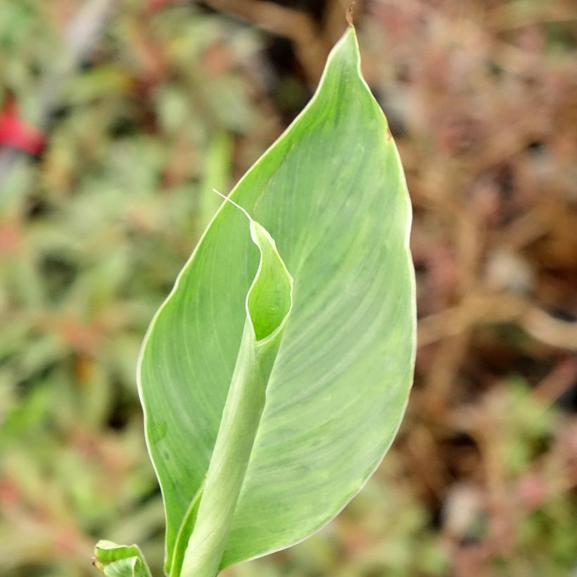Canna Confetti - Balisier crème picté de rose (Foliage)