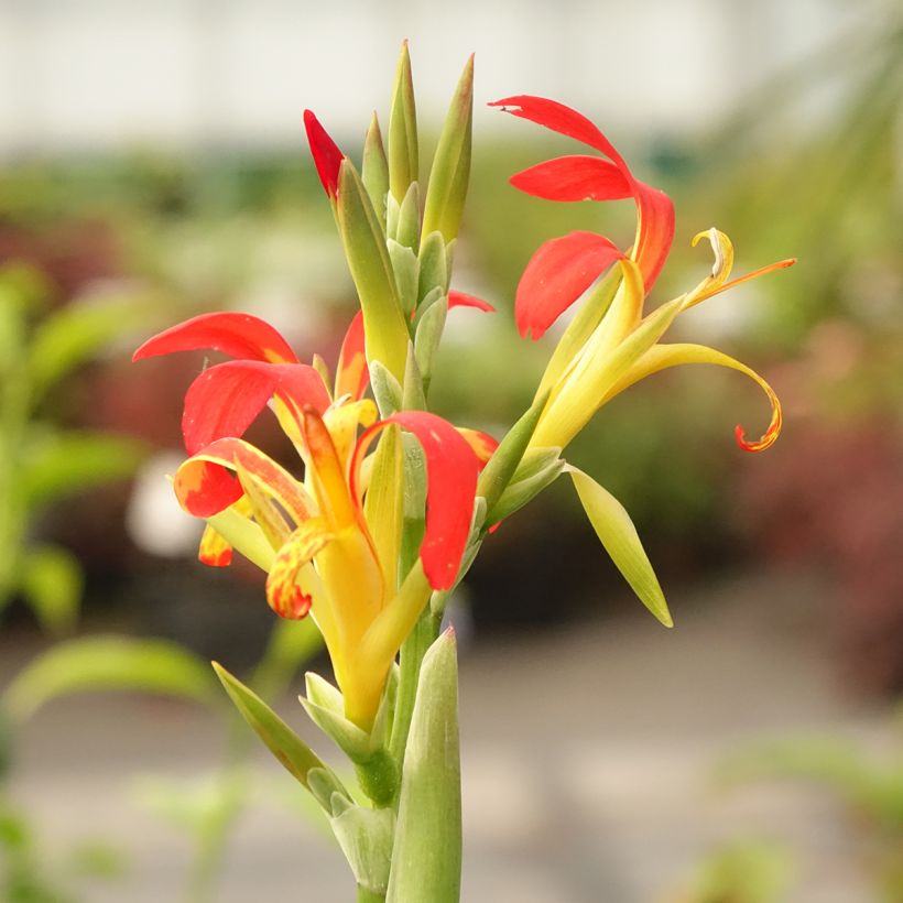 Canna edulis - Canna comestible, Balisier rouge (Flowering)