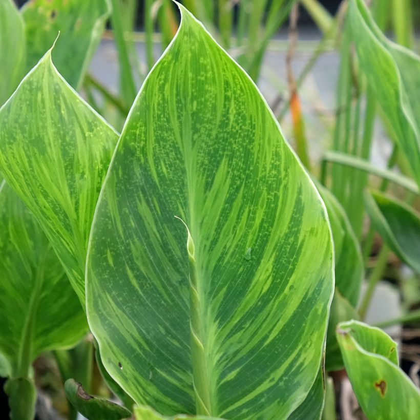 Canna En Avant (Foliage)