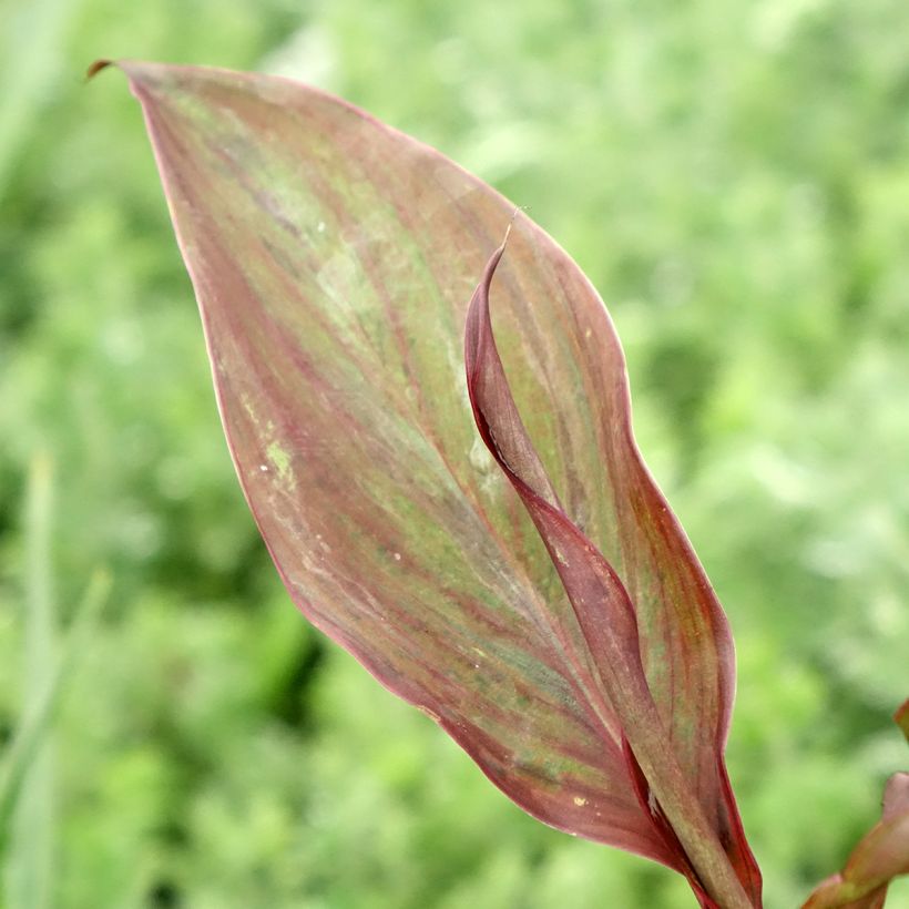 Canna Feu Magique (Foliage)