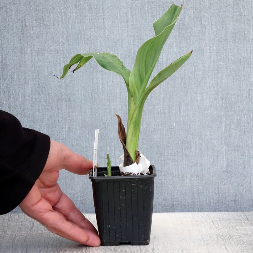 Example of Canna glauca Ra - Balisier d'eau Godet de 8/9 cm as you get in printemps