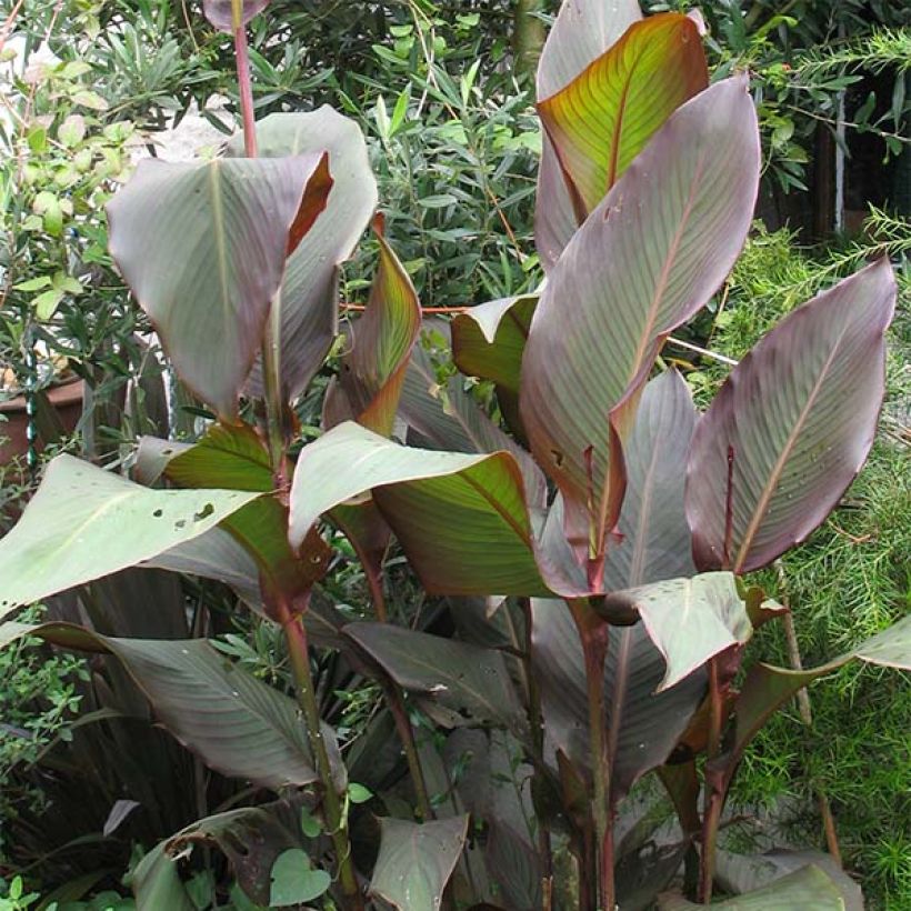 Canna indica Purpurea (Plant habit)