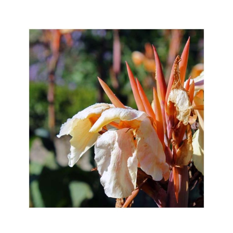 Canna Mme Angèle Martin - Balisier (Flowering)