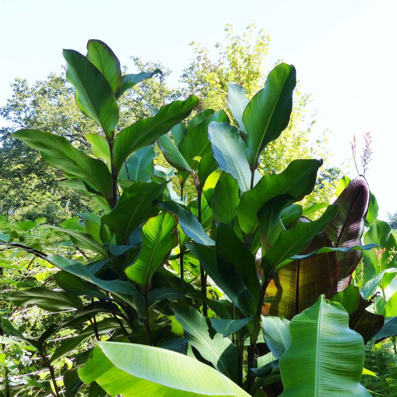 Canna Musifolia - Canna géant (Plant habit)