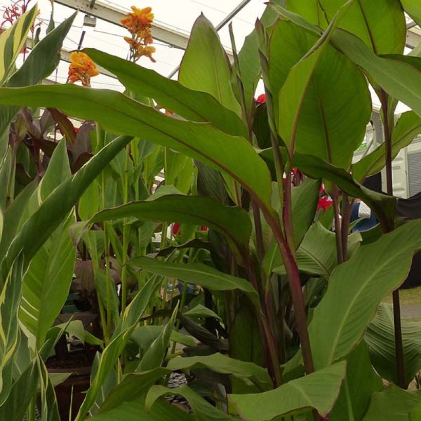 Canna Musifolia - Canna géant (Foliage)