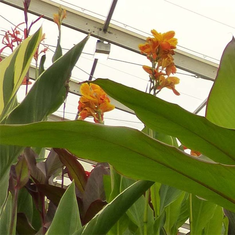 Canna Musifolia - Canna géant (Flowering)