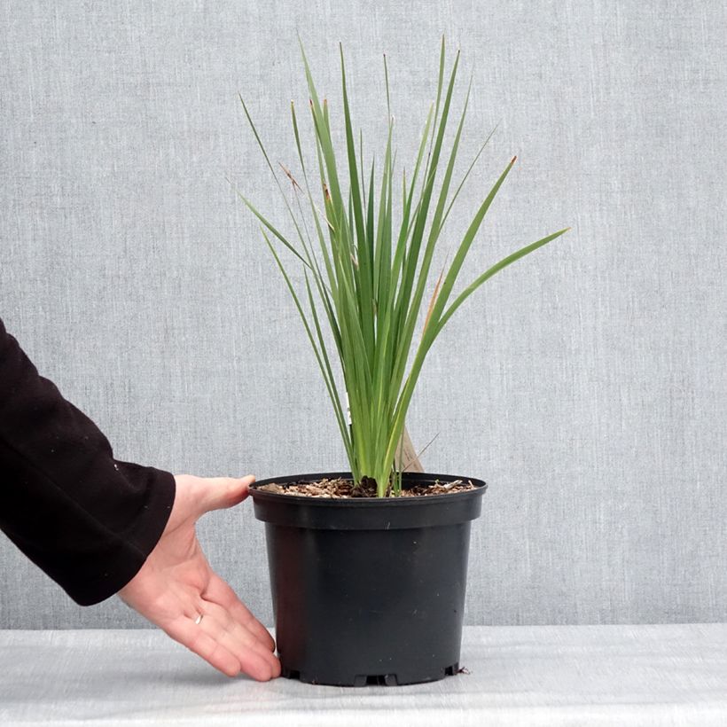 Example of Canne à pêche des anges - Dierama igneum Pot de 2L/3L as you get in hiver