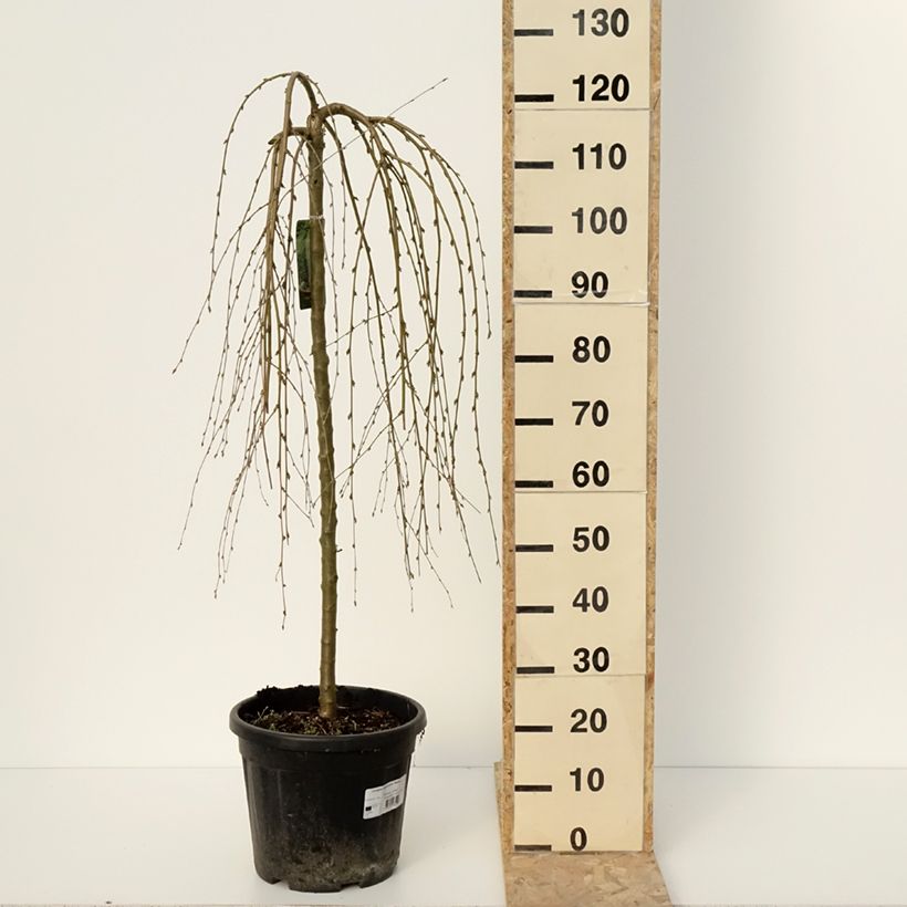 Example of Caragana arborescens Walker - Caraganier de Sibérie pleureur Pot de 7,5L/10L, Haute-Tige as you get in hiver