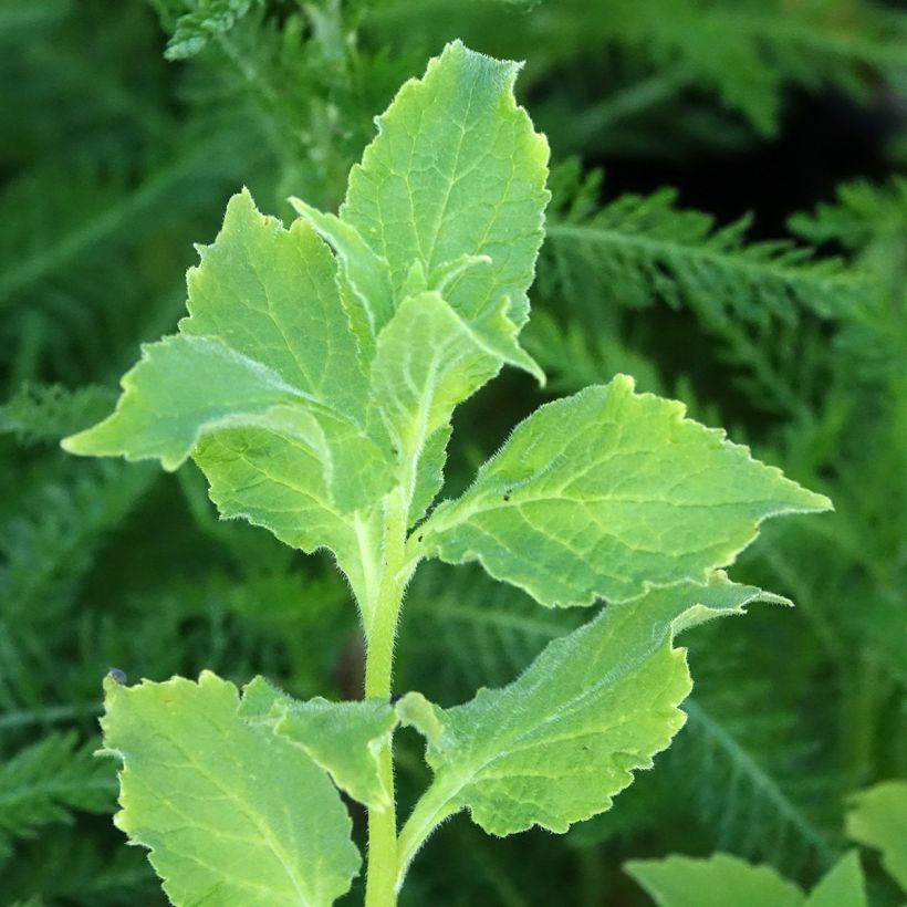Cardamine des prés, Cresson des prés - Cardamine pratensis (Foliage)