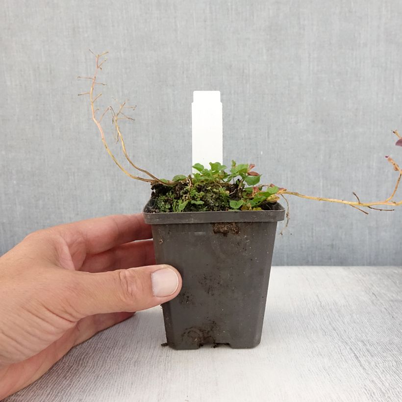 Example of Cardamine pratensis Flore Pleno, Cresson des près Godet de 8/9 cm as you get in ete