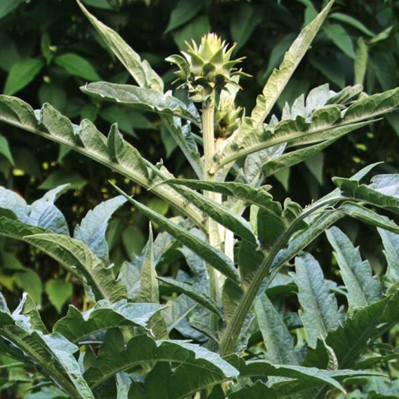 Cynara cardunculus - Cardon (Foliage)