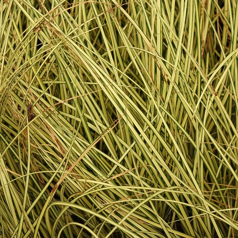 Carex brunnea Jenneke - Laîche (Foliage)