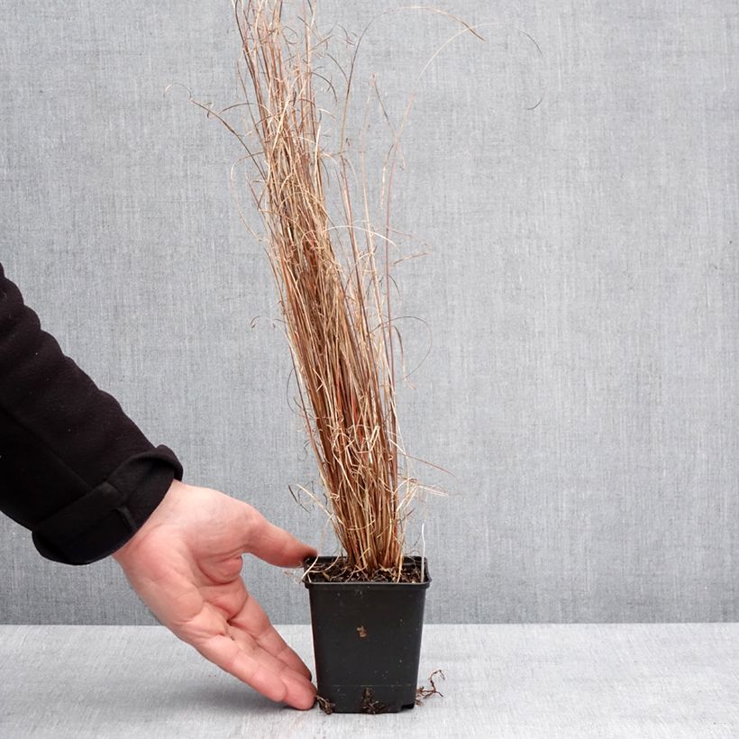 Example of Carex buchananii Red Rooster - Laîche de Buchanan Godet de 8/9 cm as you get in hiver