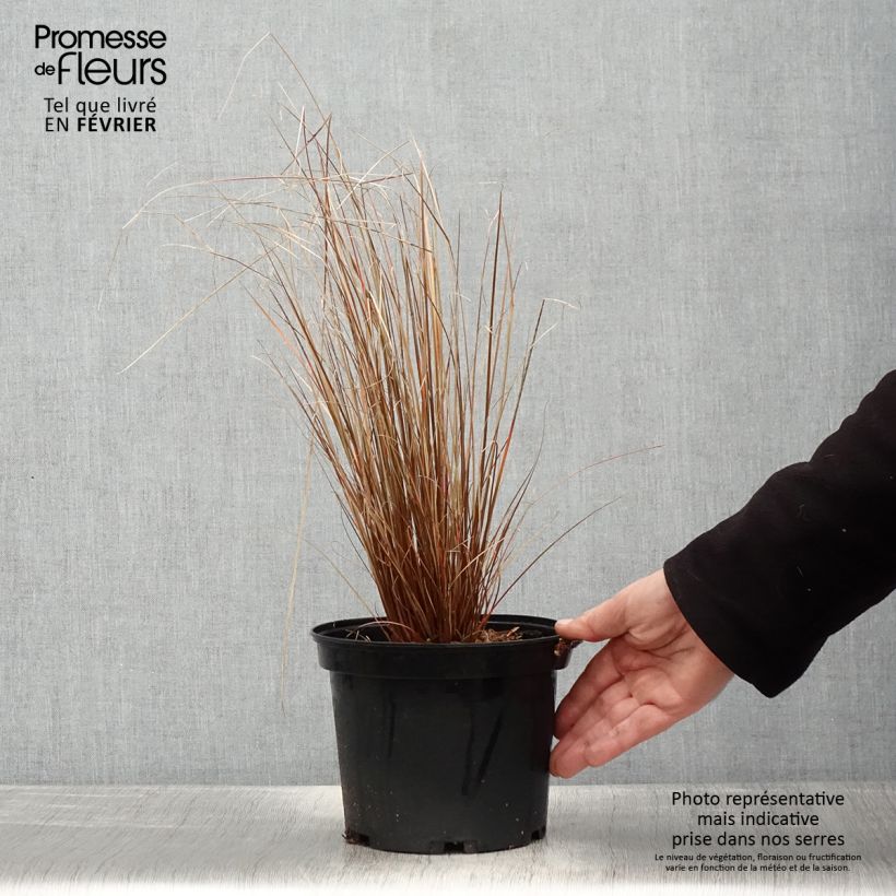 Example of Carex buchananii Red Rooster - Laîche de Buchanan Pot de 2L/3L as you get in hiver