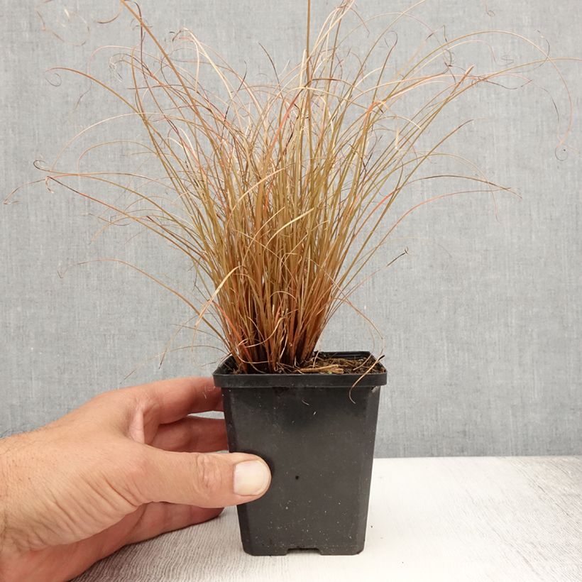 Example of Carex comans Bronco - Laîche de Nouvelle-Zélande  Godet de 8/9 cm as you get in ete