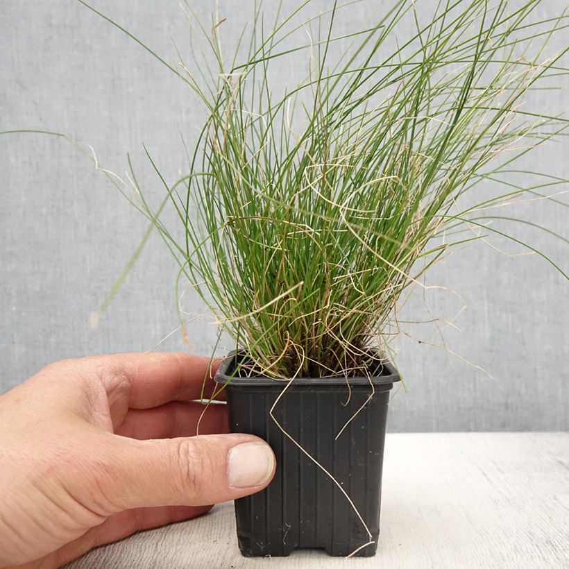 Example of Carex davalliana - Laîche de Davall Godet de 8/9 cm as you get in printemps