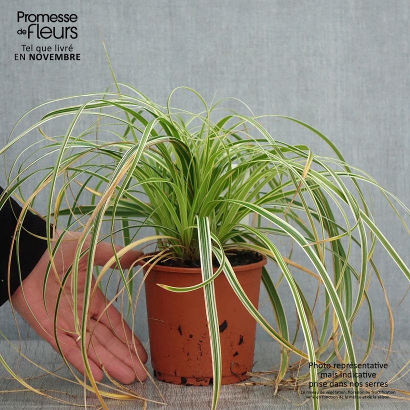 Example of Carex hybride Feather Falls Pot de 1L/1,5L as you get in automne