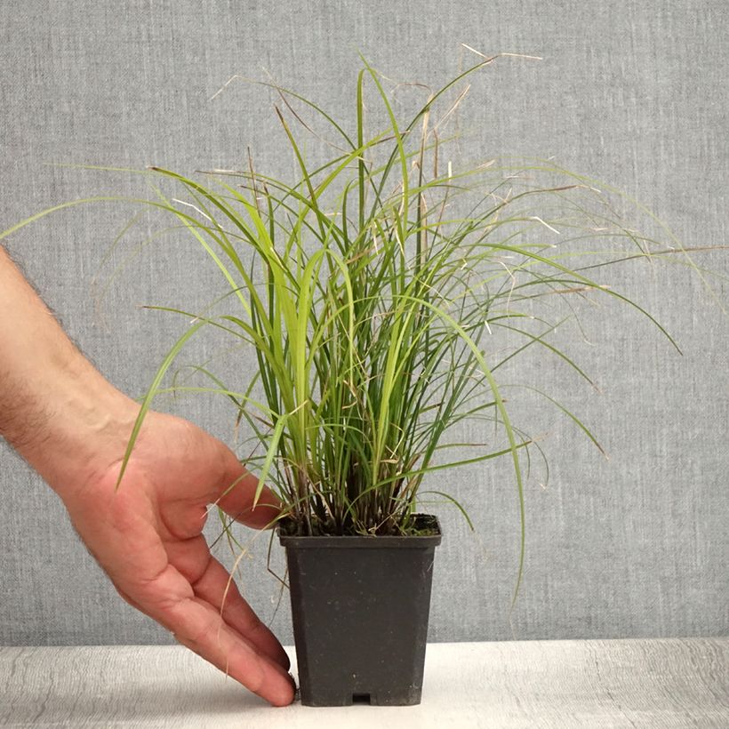 Example of Carex lenta Osaka - Laîche Godet de 8/9 cm as you get in ete