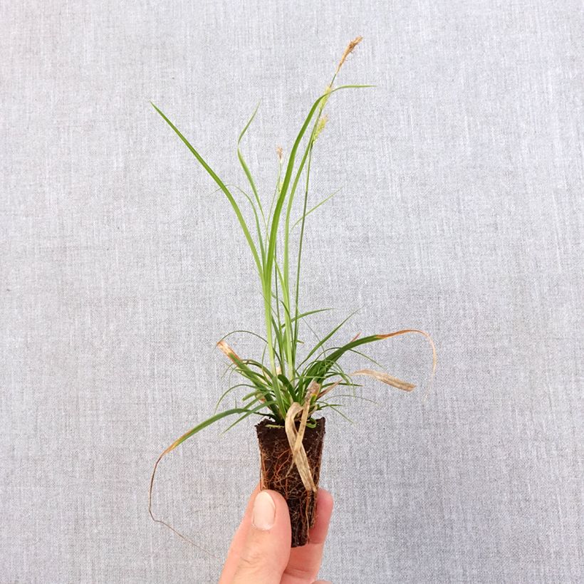 Example of Carex oshimensis Everlime - Laîche d'Oshima  Mini-motte Ø 3/4 cm as you get in printemps