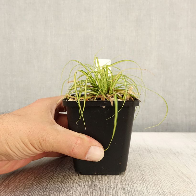 Example of Carex oshimensis Eversheen - Laîche d'Oshima Godet de 8/9 cm as you get in automne