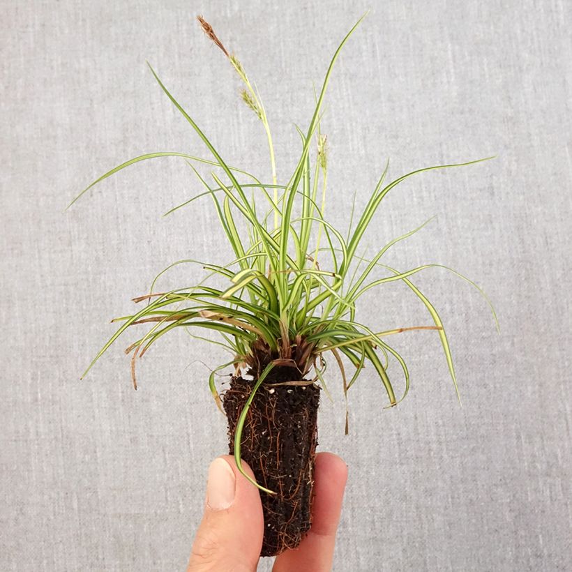 Example of Carex oshimensis Eversheen - Laîche d'Oshima Mini-motte Ø 3/4 cm as you get in printemps