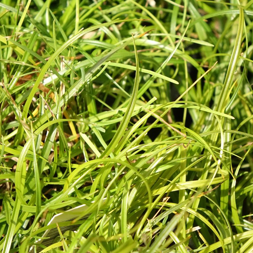 Carex umbrosa - Laîche des ombrages (Foliage)