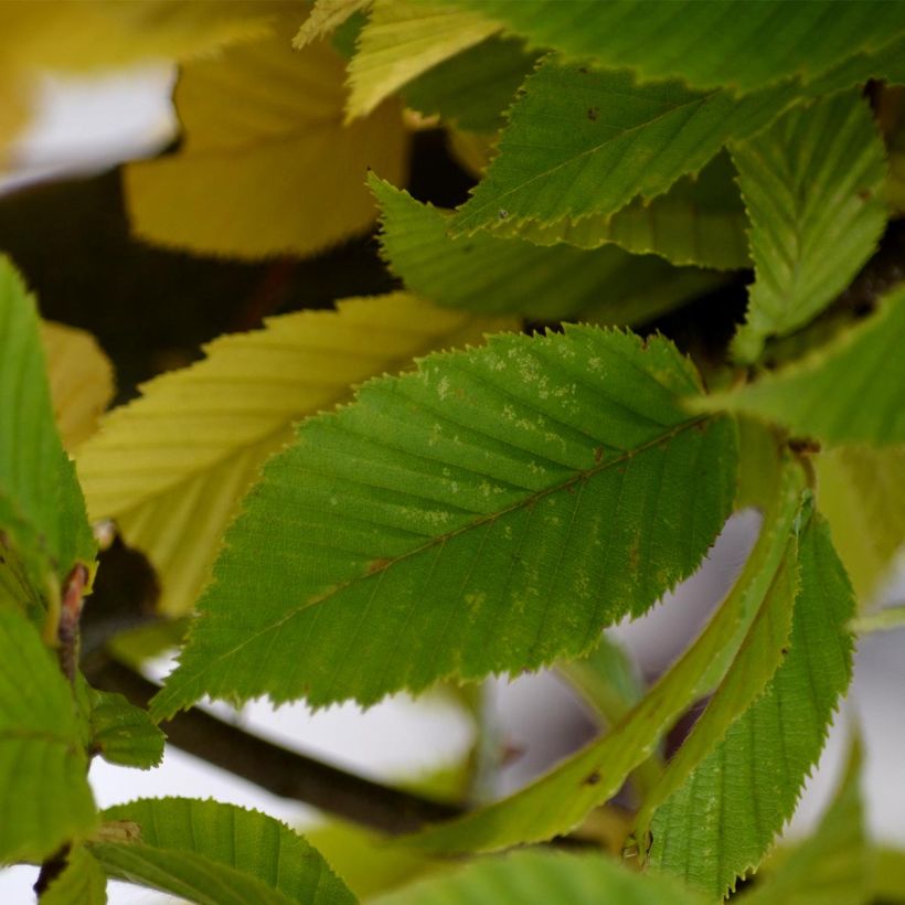 Carpinus betulus Fastigiata - Charme fastigié (Foliage)