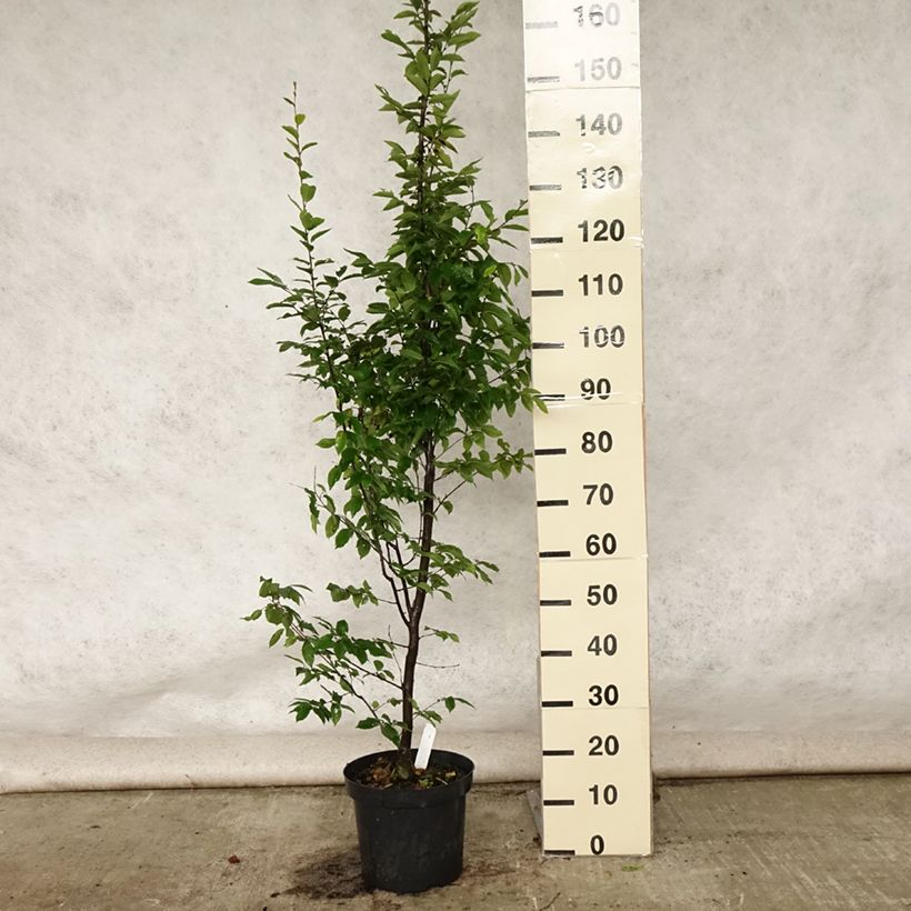Example of Carpinus betulus Fastigiata - Charme fastigié Pot de 4L/5L as you get in ete
