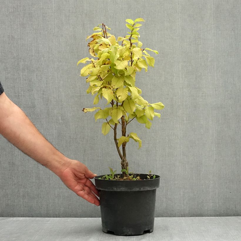 Example of Carpinus betulus Globus - Charme commun globuleux Pot de 4L/5L as you get in ete