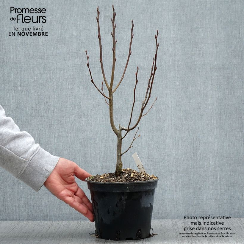 Example of Carpinus betulus Monumentalis - Charme commun Pot de 2L/3L as you get in automne