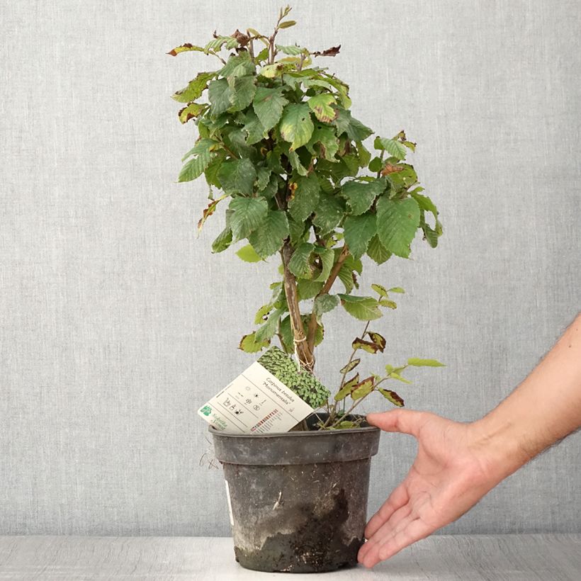 Example of Carpinus betulus Monumentalis - Charme commun Pot de 7,5L/10L as you get in ete