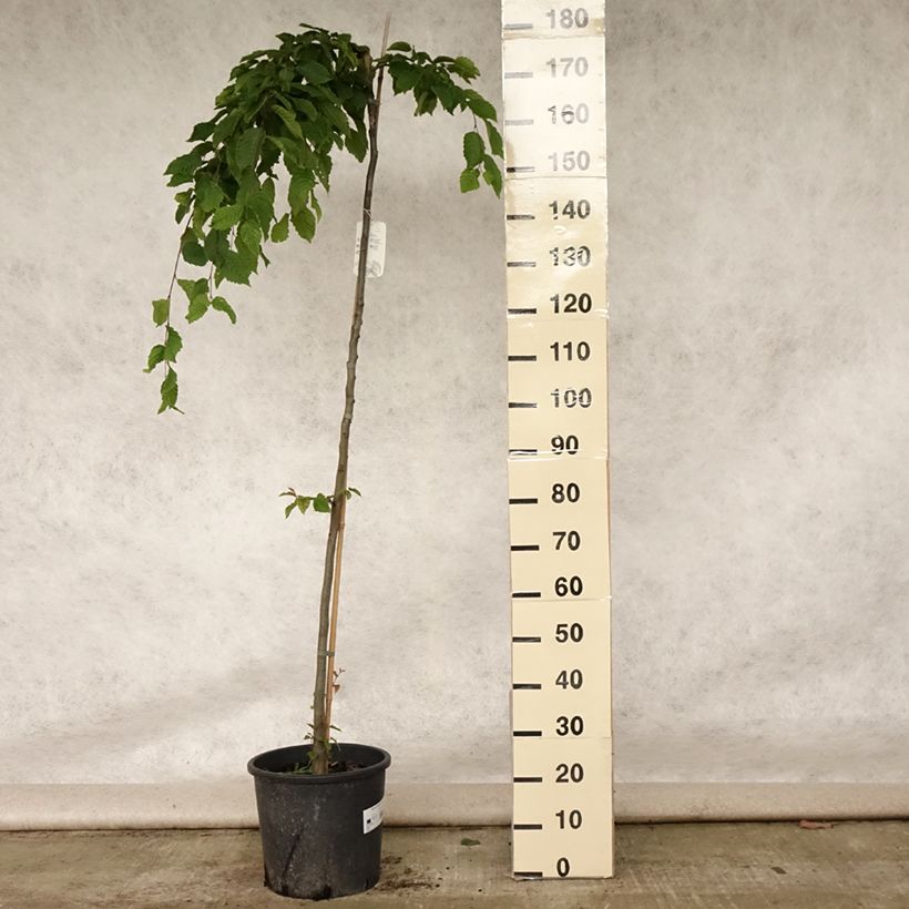 Example of Carpinus betulus Pendula - Charme commun pleureur Pot de 12L/15L, Tige as you get in ete