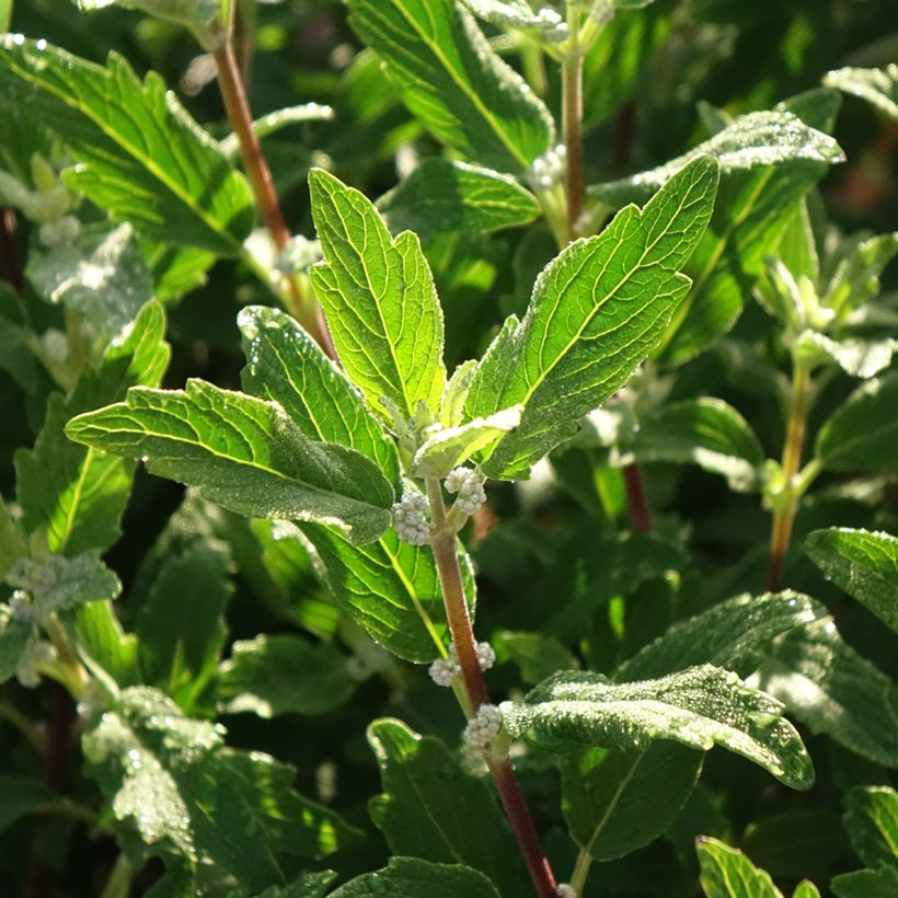 Caryopteris clandonensis Beyond Midnight - Spirée bleue (Foliage)