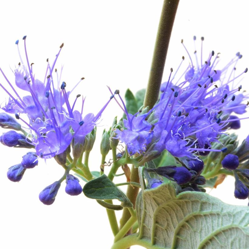 Caryopteris clandonensis Blue Balloon - Spirée bleue (Flowering)