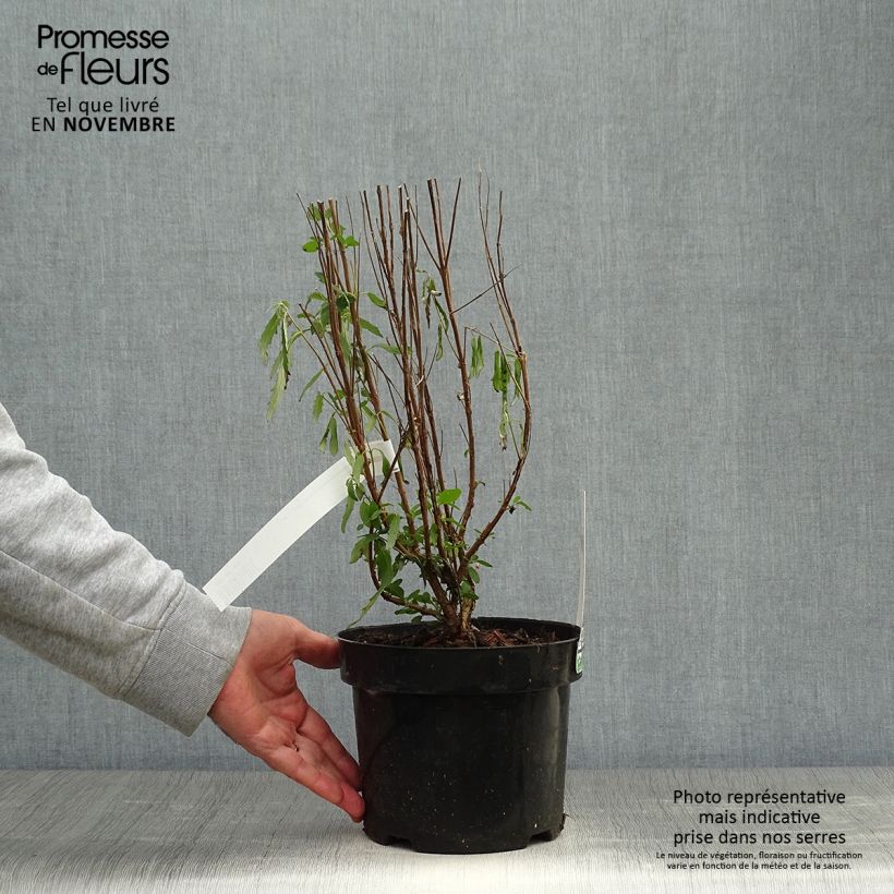 Example of Caryopteris clandonensis Blue Balloon - Spirée bleue Pot de 2L/3L as you get in automne