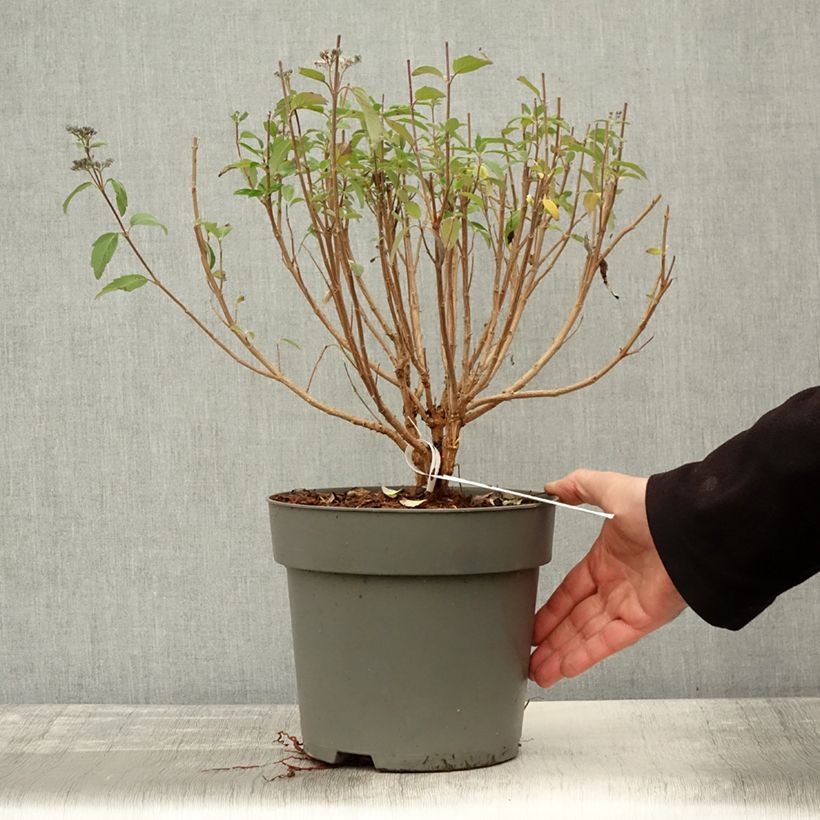Example of Caryopteris clandonensis Dark Knight - Spirée bleue Pot de 4L/5L as you get in automne