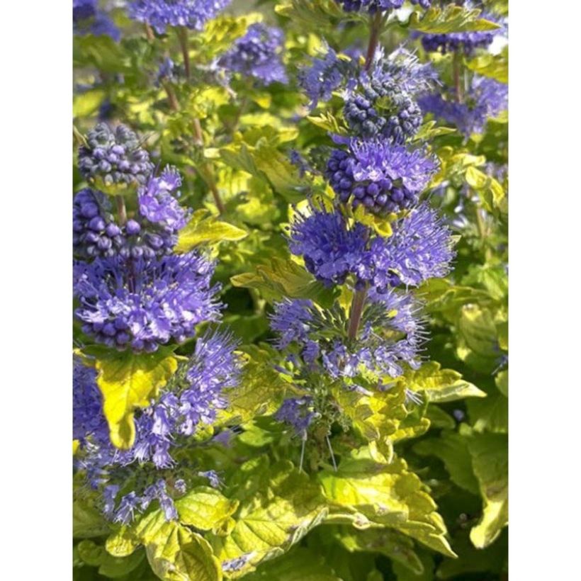 Caryopteris clandonensis Good as Gold - Spirée bleue (Flowering)