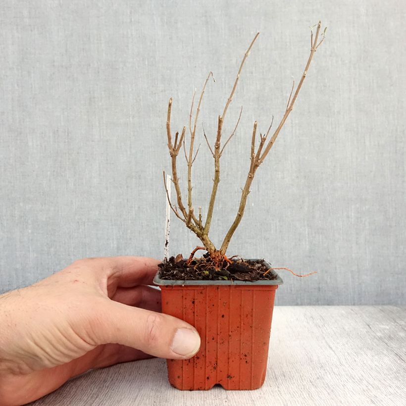 Example of Caryopteris clandonensis Kew Blue - Spirée bleue Godet de 8/9 cm as you get in automne