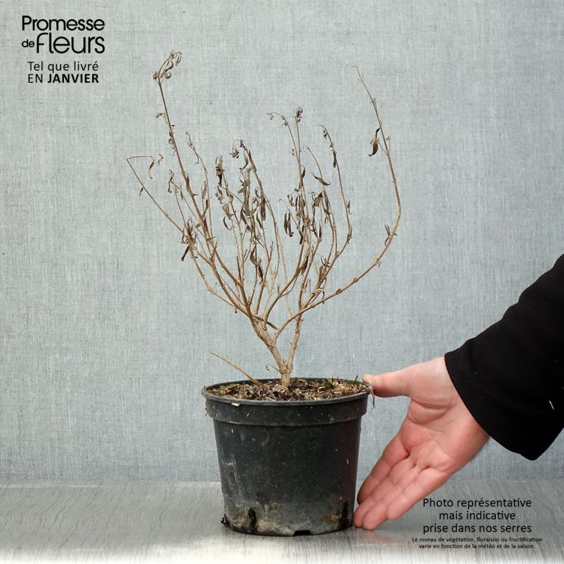 Example of Caryopteris clandonensis Kew Blue - Spirée bleue Pot de 2L/3L as you get in hiver