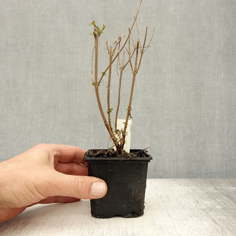 Example of Caryopteris clandonensis Stephi - Spirée bleue Godet de 8/9 cm as you get in automne