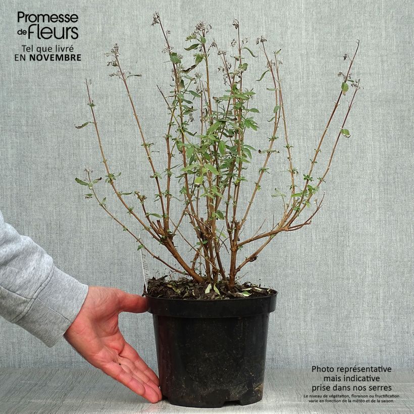 Example of Caryopteris clandonensis Stephi - Spirée bleue Pot de 3L/4L as you get in automne