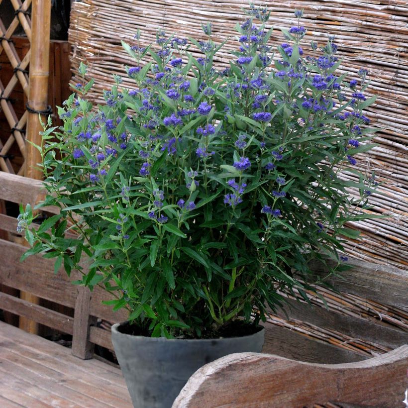 Caryopteris clandonensis Thetis - Spirée bleue (Plant habit)