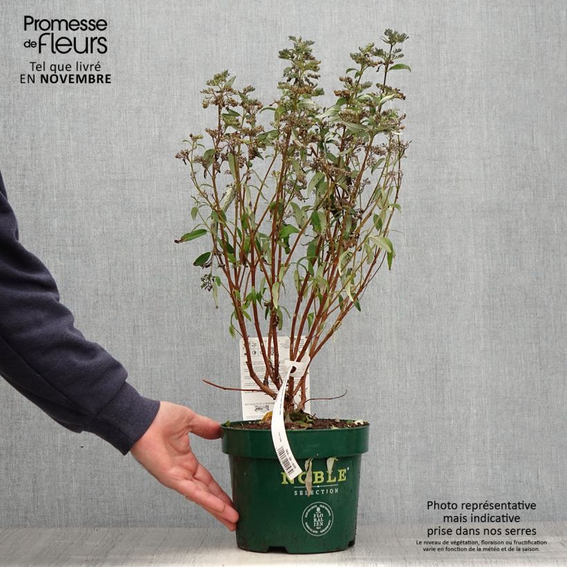 Example of Caryopteris clandonensis Thetis - Spirée bleue Pot de 2L/3L as you get in automne